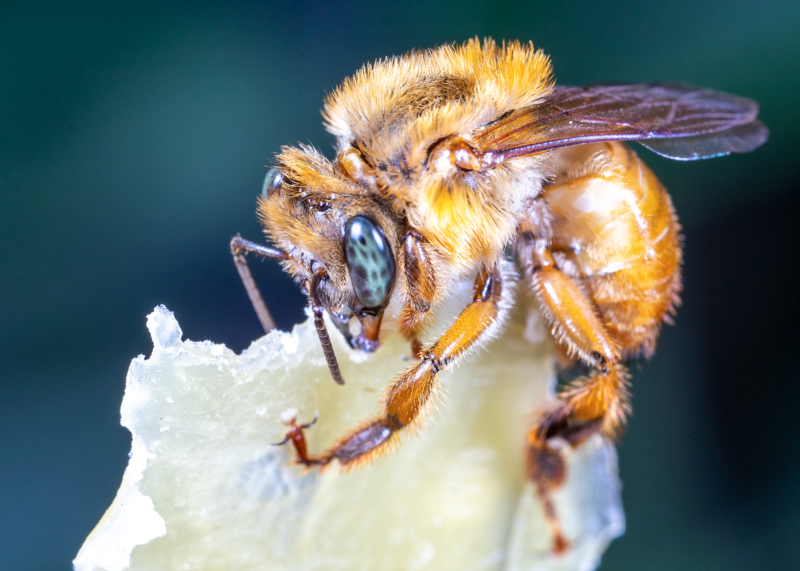 Melipona Bee Tour